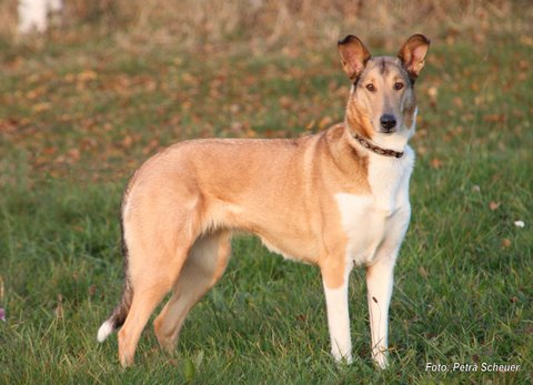 Jule November 2011 P