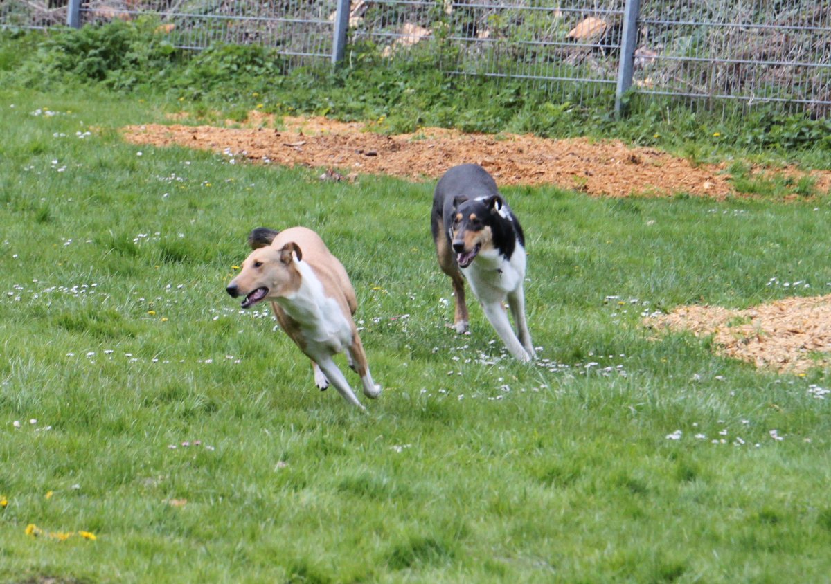 Mylow und Zo� Collietreffen
