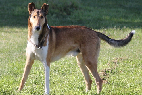 die Sch�pfung (Genesis)