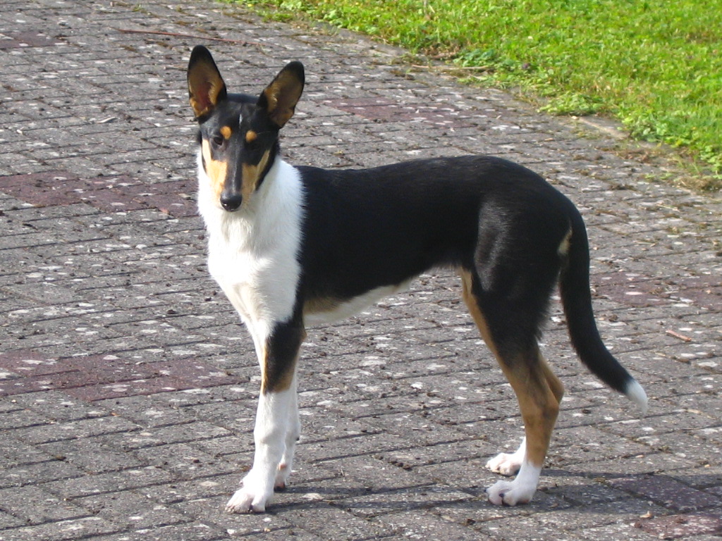 Gemma