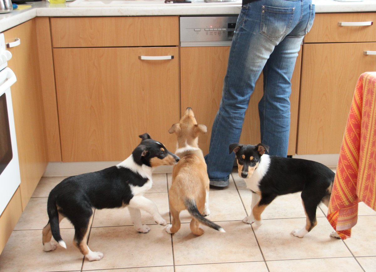 Kchenhunde