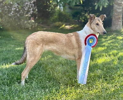 Caileag Lux IMG_0274