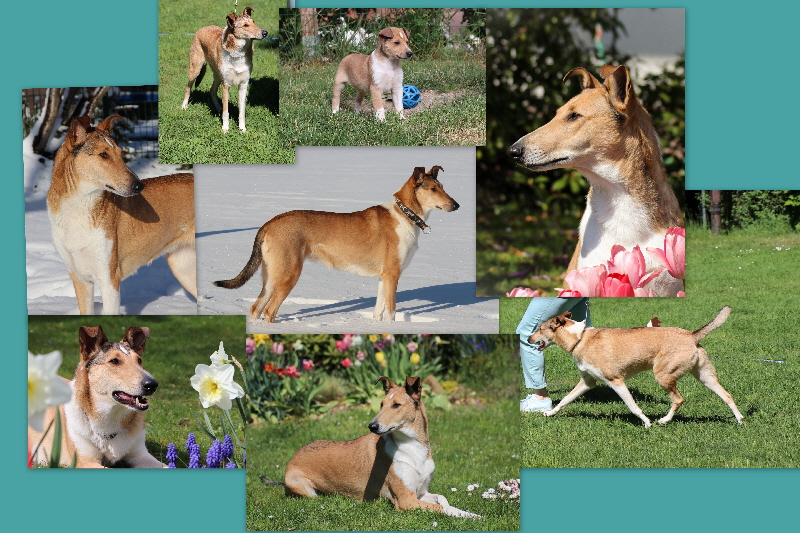 Collage Lieblingsbilder Lara
