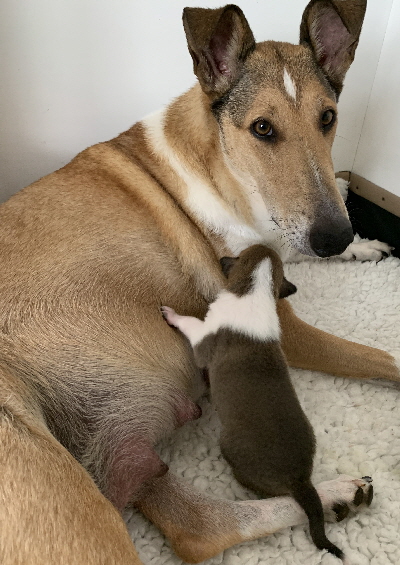 Lara Ostern Lara Ostern