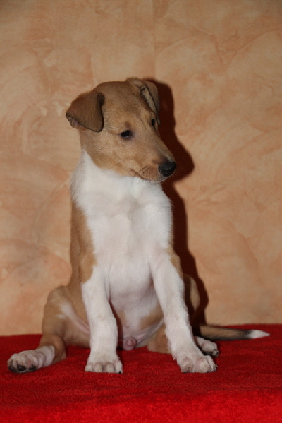 Peanut 