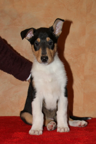 Bandit