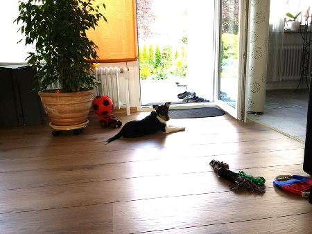 Schosshund