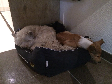 Schosshund