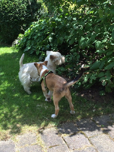 Vorbild